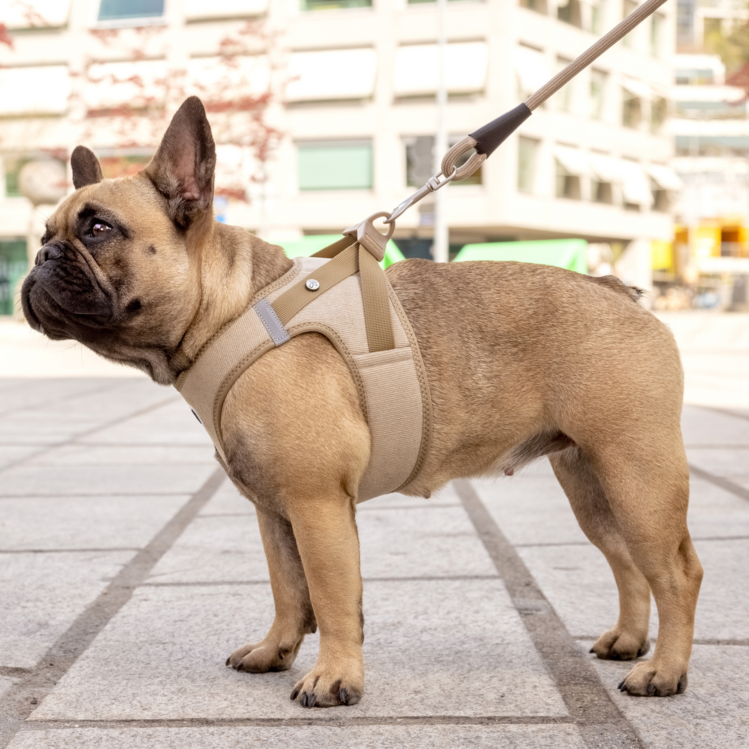 Eine liebenswerte Französische Bulldogge posiert stolz in ihrem Curli Vest Geschirr Cord in Schwarz, das perfekt an ihre Körperform angepasst ist.