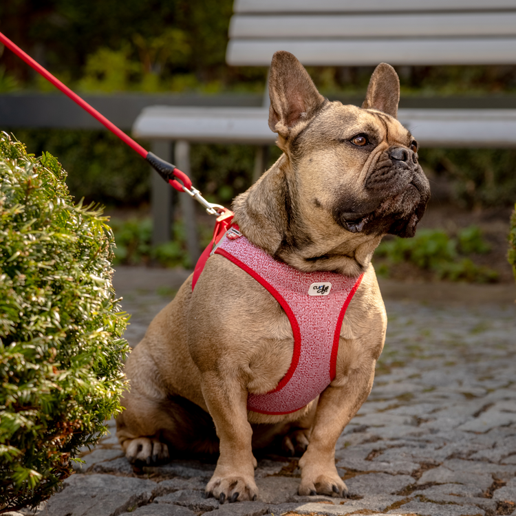 Ein Curli Geschirr Merino - Rot, gekennzeichnet durch sein Innenfutter aus 87% Merino Wolle und leichtes, luftdurchlässiges Air-Mesh Obermaterial. Es hat verstellbare Klettverschlüsse und reflektierende Elemente für zusätzliche Sicherheit in der Dunkelheit.