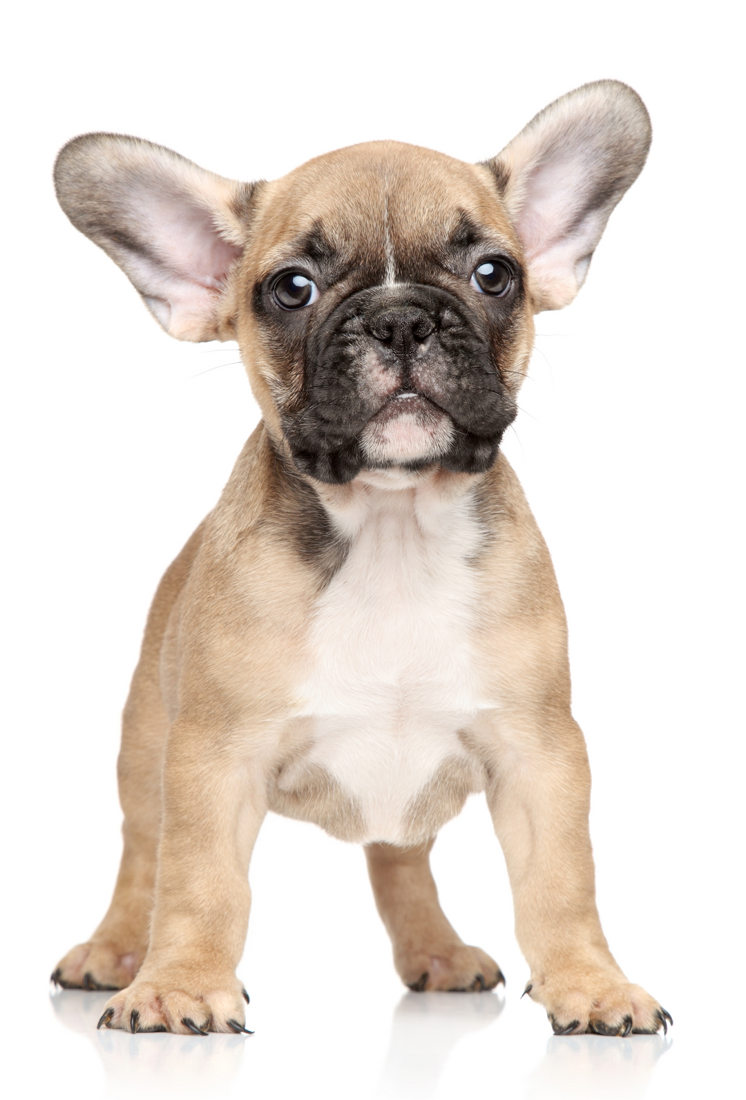 Hunderasse_Franzoesische_Bulldogge