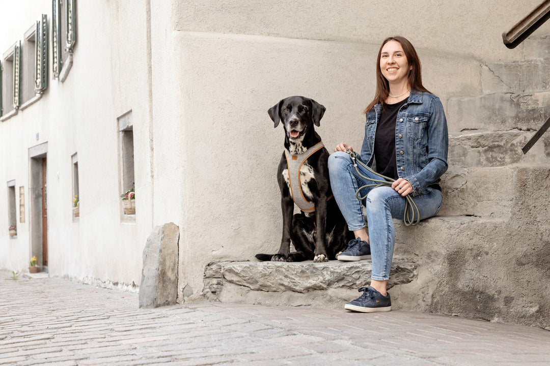 Alpina Pro Hundegeschirr aus recyceltem Polyester-Filz – Freisteller Grau
