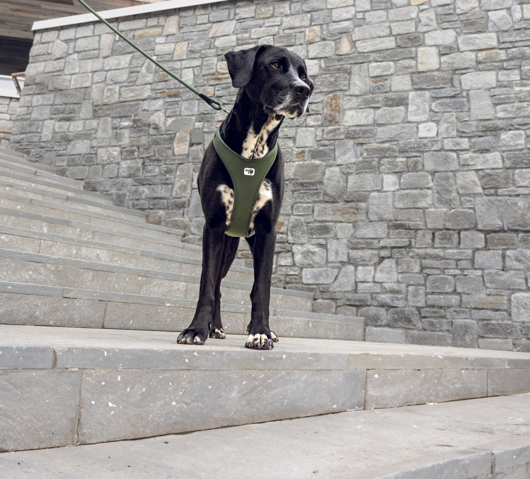 Comfort Basic Hundegeschirr – alle sechs Farben Air Mesh