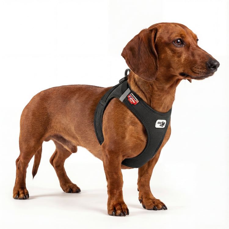 Kurzhaar Dackel trägt DOGS SUPREME AirMesh Pro Hundegeschirr in Schwarz, atmungsaktives Mesh Brustgeschirr für kleine Hunde im Studio vor weißem Hintergrund.