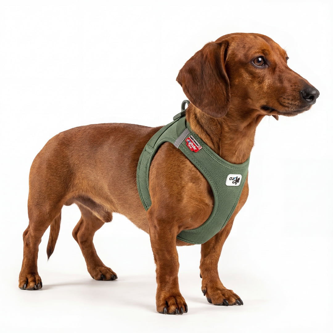 Kurzhaar Dackel trägt DOGS SUPREME AirMesh Pro Hundegeschirr in Olivgrün, atmungsaktives Mesh Brustgeschirr für kleine Hunde im Studio.