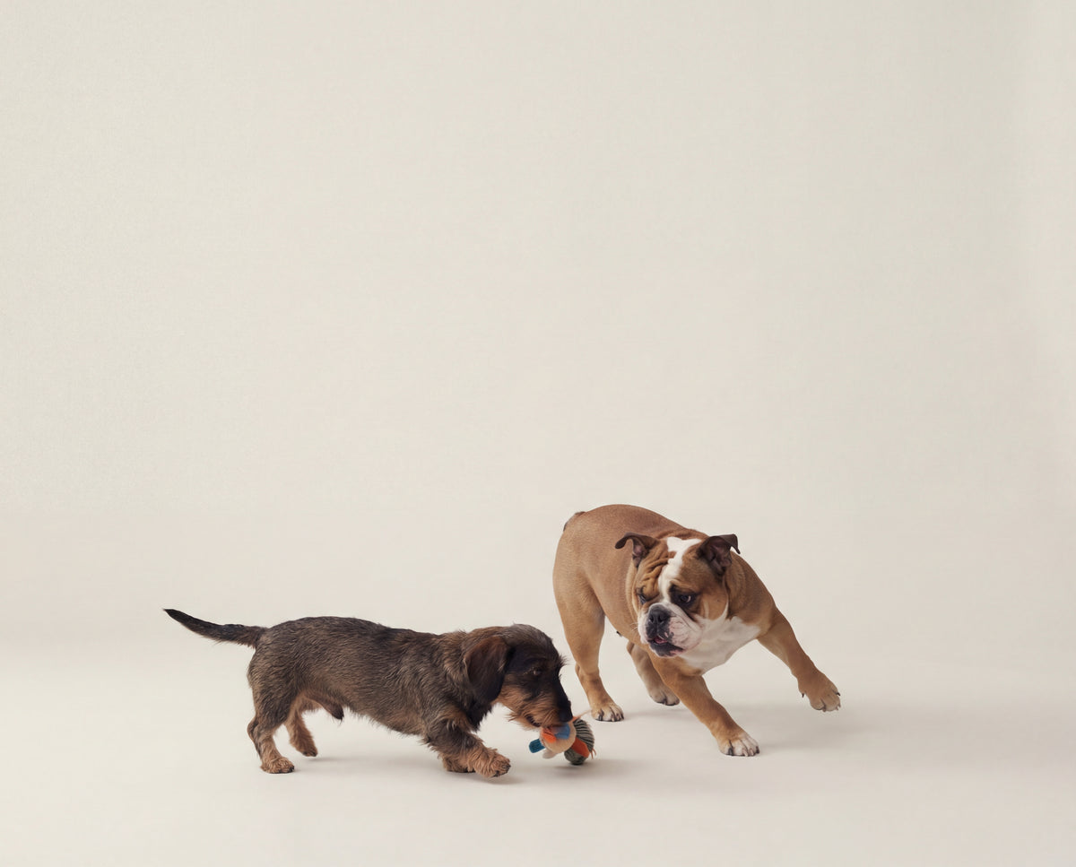 Auswahl hochwertiger Hundeaccessoires bei Dogs Supreme: Halsbänder, Leinen und Zubehör in Premium-Qualität.