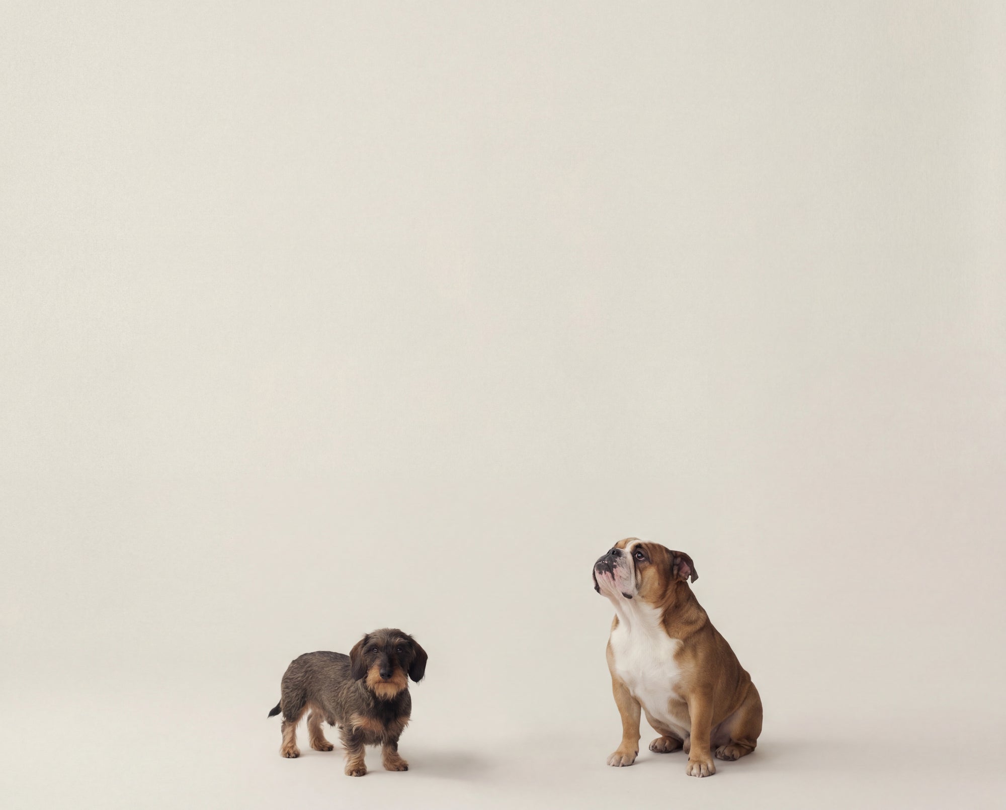 Auswahl hochwertiger Hundeaccessoires bei Dogs Supreme: Halsbänder, Leinen und Zubehör in Premium-Qualität.