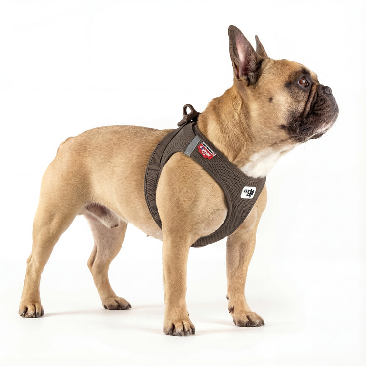 Französische Bulldogge in Seitenansicht trägt DOGS SUPREME AirMesh Pro Hundegeschirr in Braun, atmungsaktives Mesh Brustgeschirr im Studio vor weißem Hintergrund.