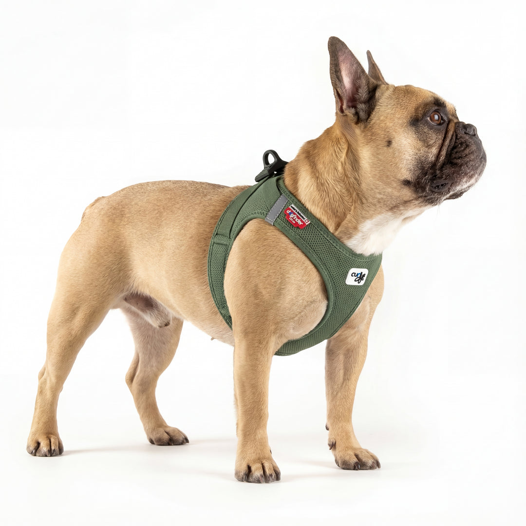 Französische Bulldogge in Seitenansicht trägt DOGS SUPREME AirMesh Pro Hundegeschirr in Olivgrün, atmungsaktives Mesh Brustgeschirr im Studio vor weißem Hintergrund.