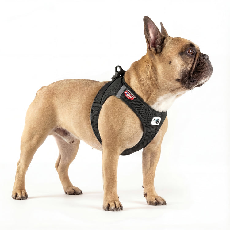 Französische Bulldogge in Seitenansicht trägt DOGS SUPREME AirMesh Pro Hundegeschirr in Schwarz, atmungsaktives Mesh Brustgeschirr im Studio vor weißem Hintergrund.