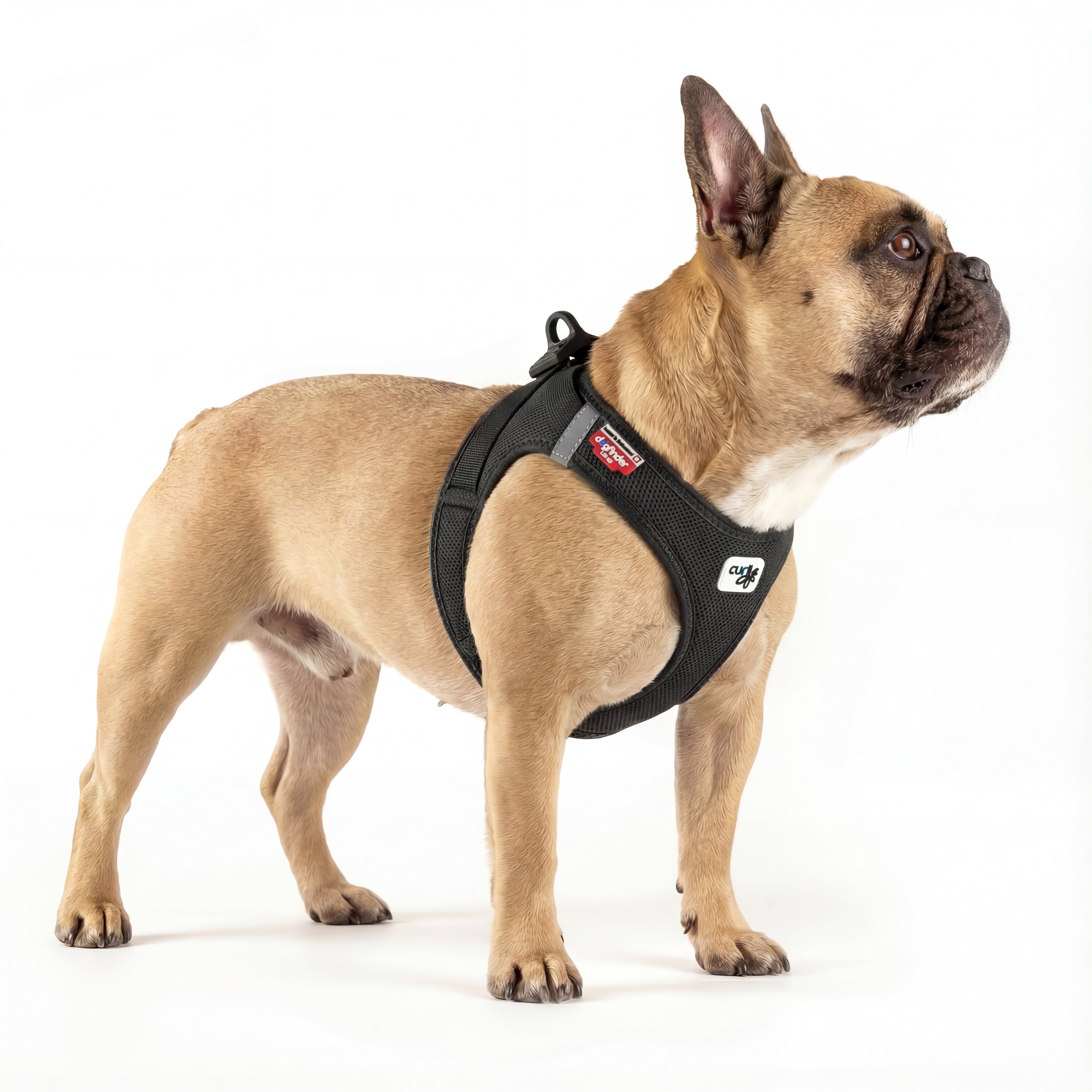 Französische Bulldogge in Seitenansicht trägt DOGS SUPREME AirMesh Pro Hundegeschirr in Schwarz, atmungsaktives Mesh Brustgeschirr im Studio vor weißem Hintergrund.