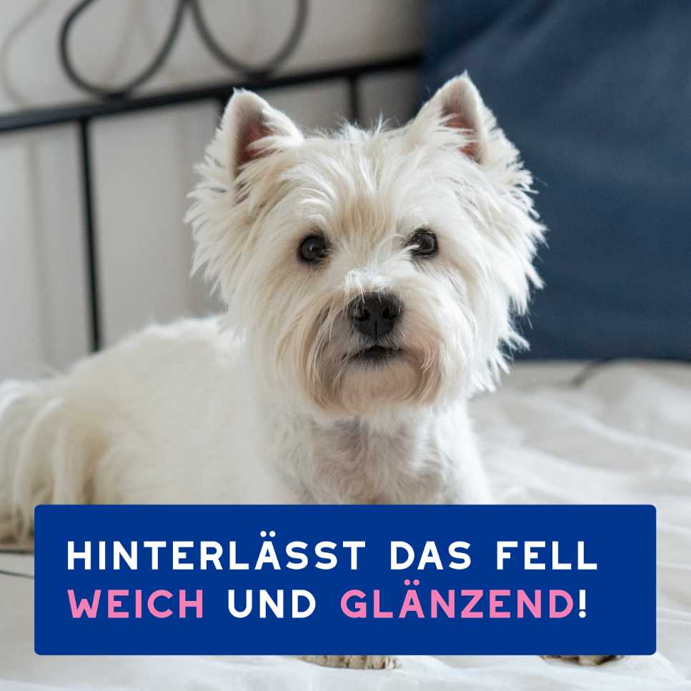 SPA Hundeshampoo hinterlässt weiches, glänzendes Fell nach der Anwendung