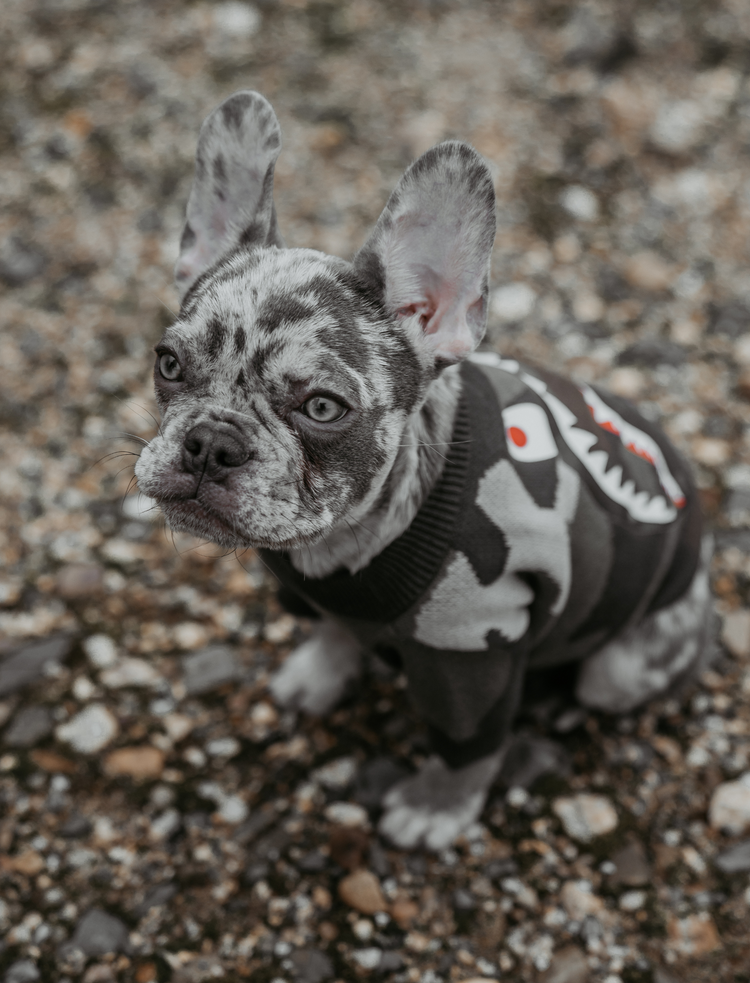 CamouflageHundepullover