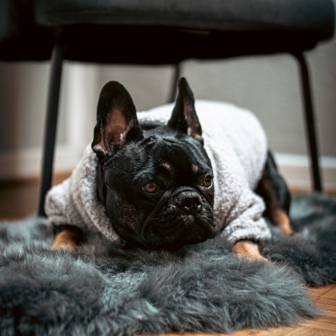 Constar Fleecejacke für Hunde