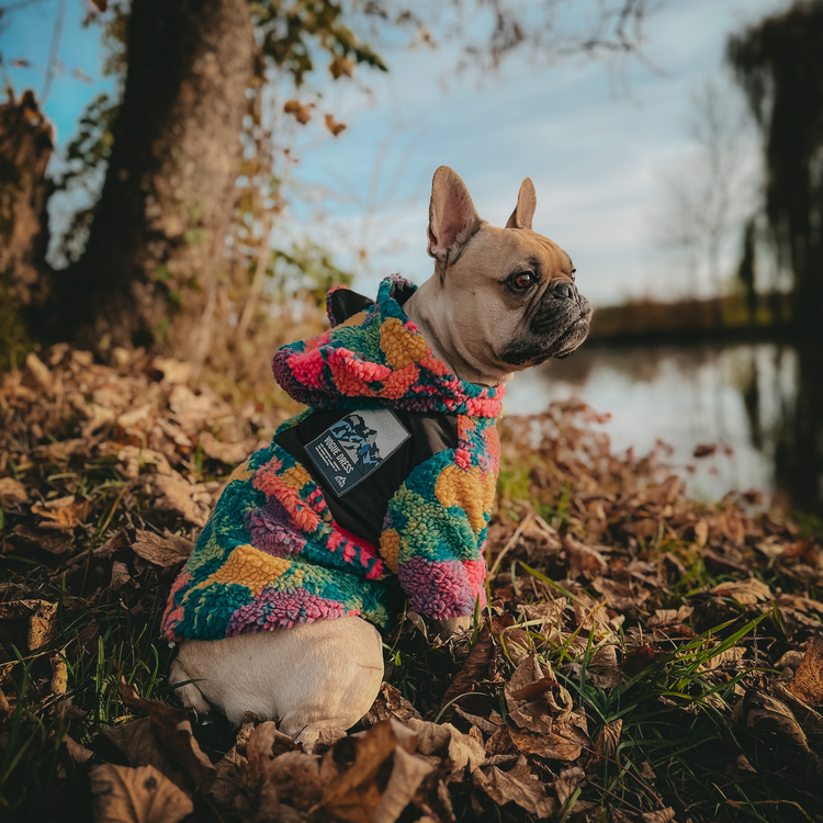 Französische Bulldogge in stylischer Fleecejacke mit Kapuze