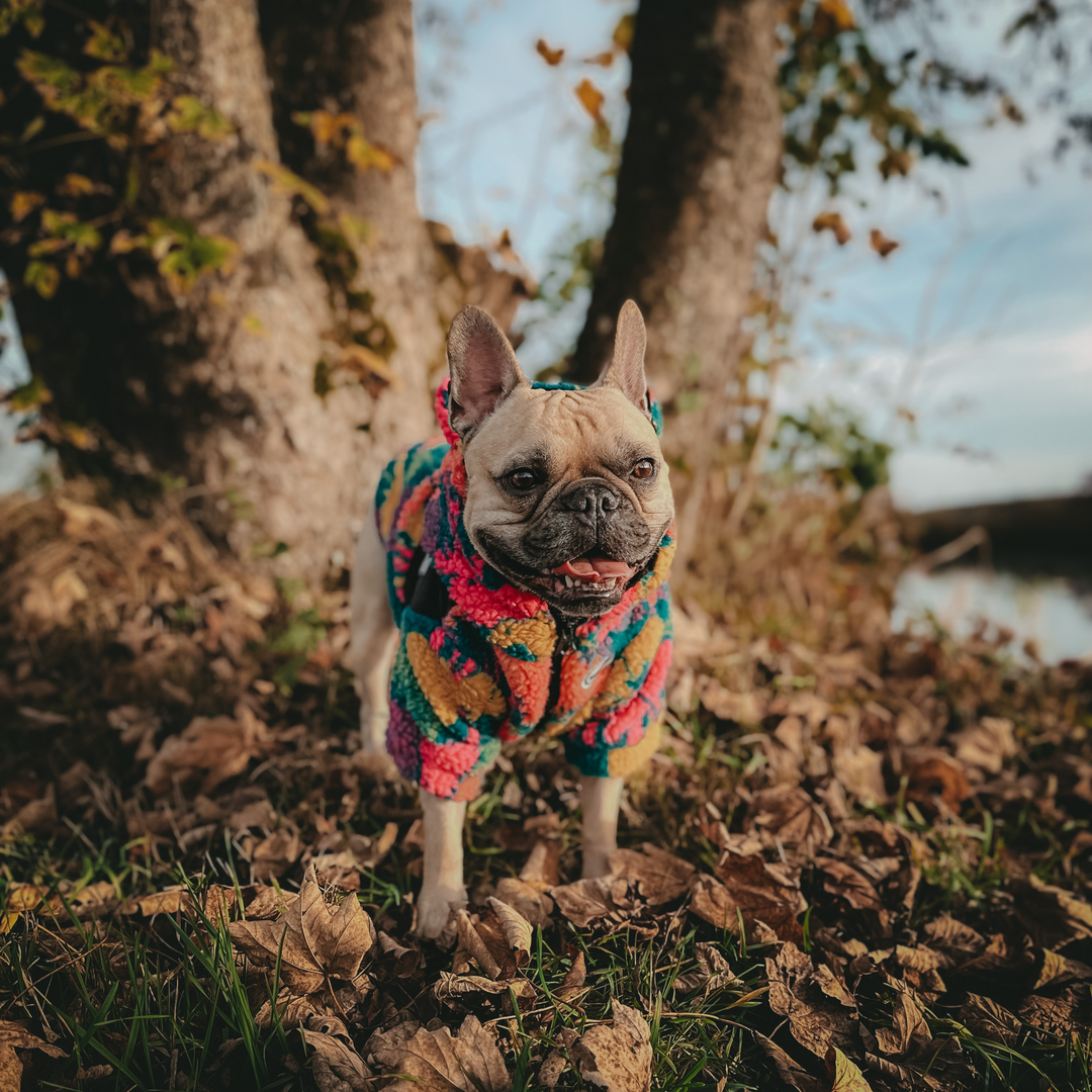 Seitliche Ansicht einer Französischen Bulldogge in der warmen Fleecejacke