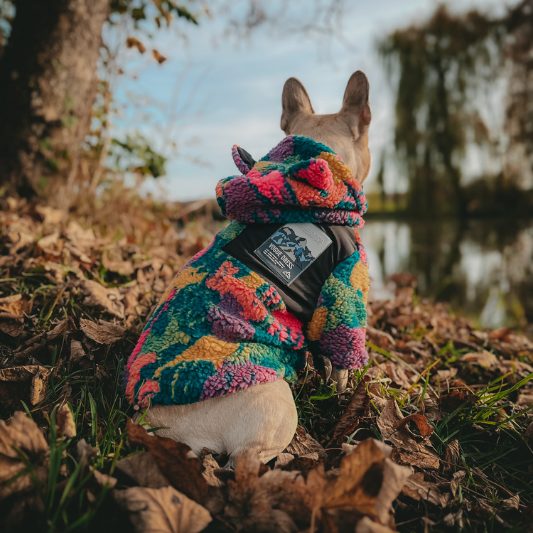 Nahaufnahme der Teddy® Fleecejacke an einer Französischen Bulldogge