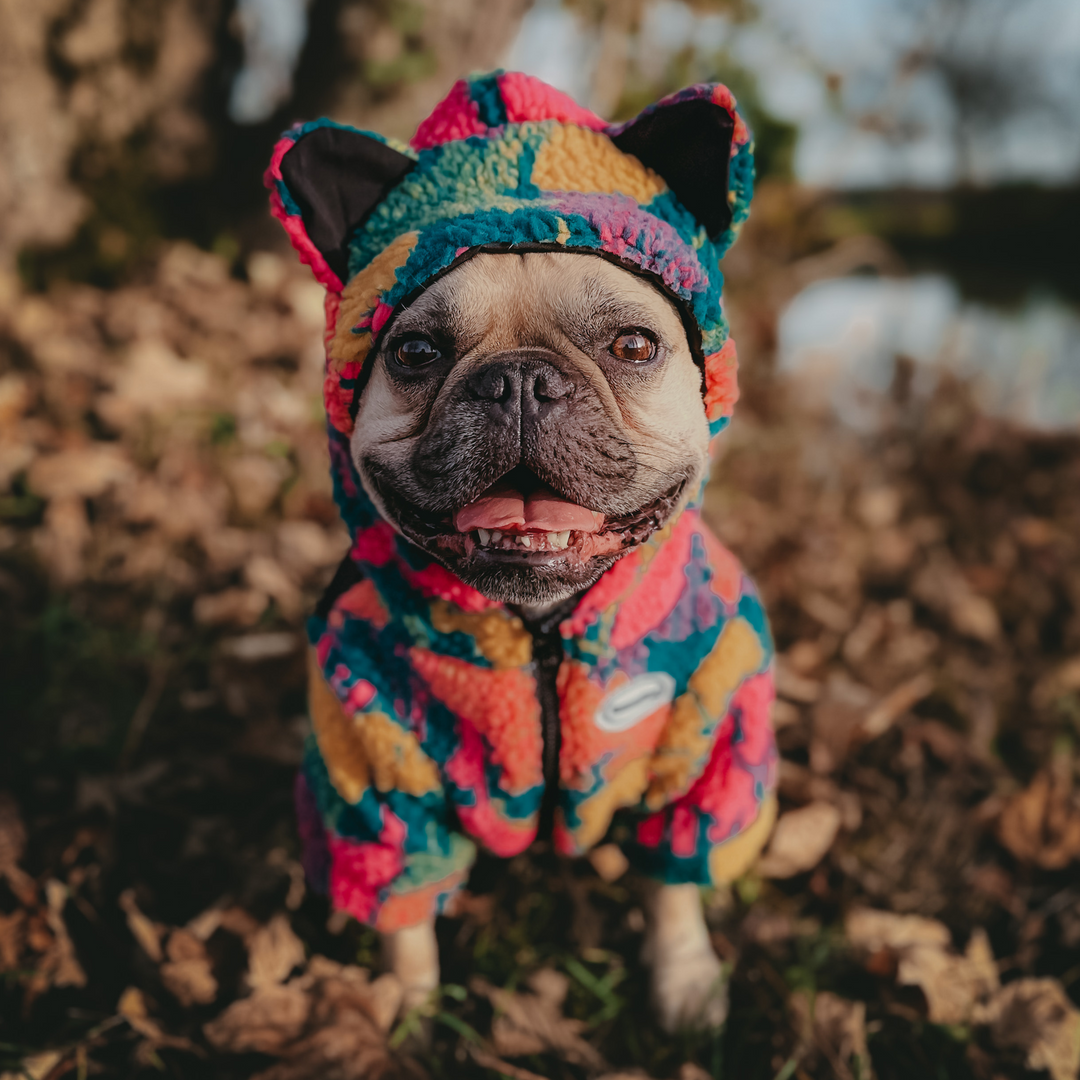 Französische Bulldogge trägt bunte Teddy® Fleecejacke von Dogs Supreme