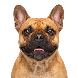 Bulldogge