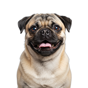 Mops